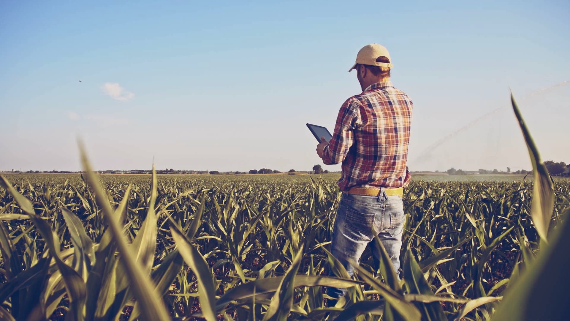 Un agriculteur debout dans un champ cultivé regarde une tablette.